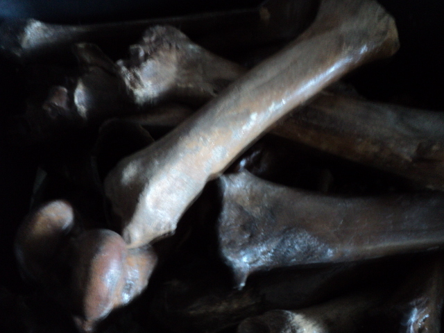 lot 87 image: tote of bones - polyurethaned...