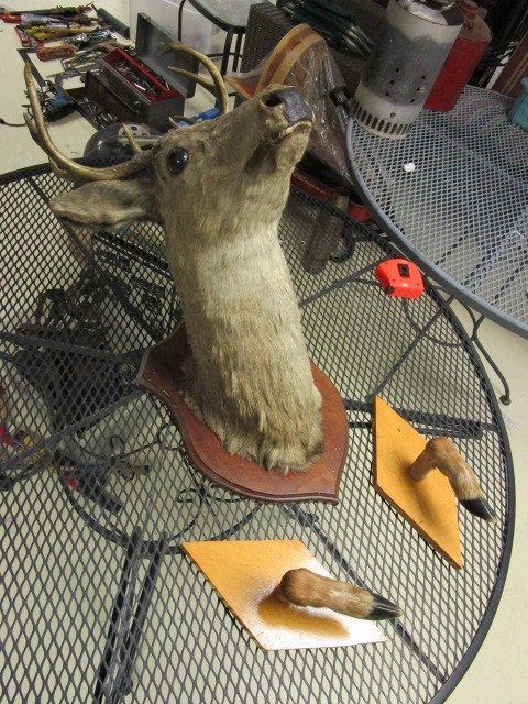 DEER MOUNT AND FEET