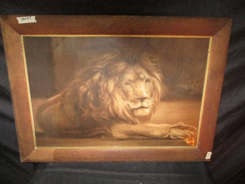 Large Lion Picture