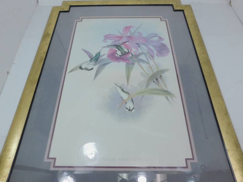 lot 16 image: Framed J Gould H.C. Richter Hummingbird Lilies Color Litho Thaumatias Chionurus
