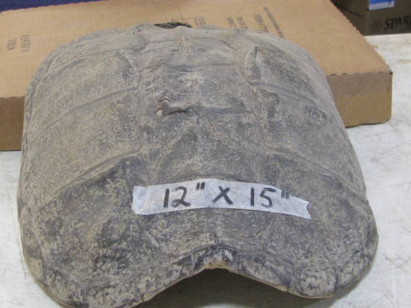 Snapping Turtle Shell