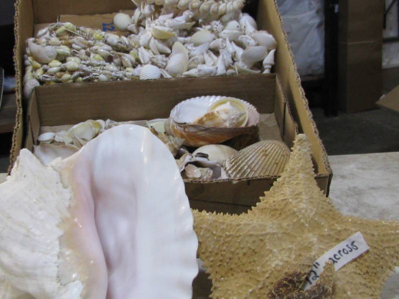 Sea Shells