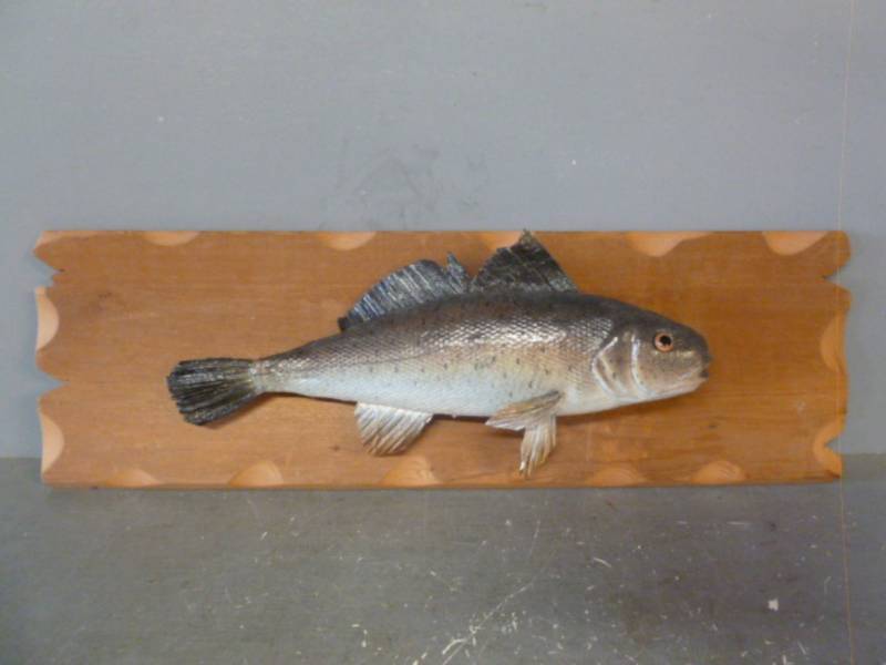 Artificial Fish Mount