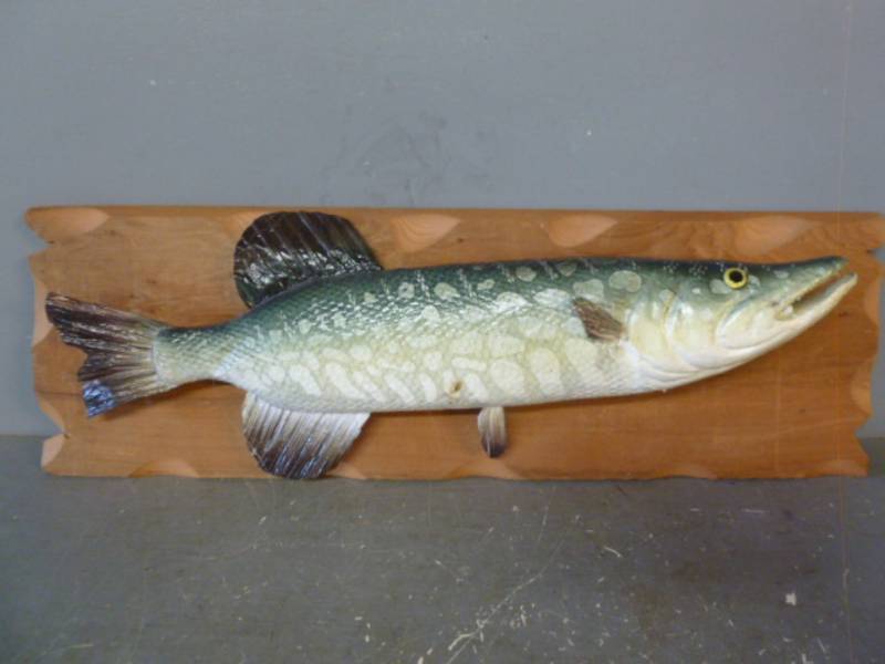 Artificial Fish Mount