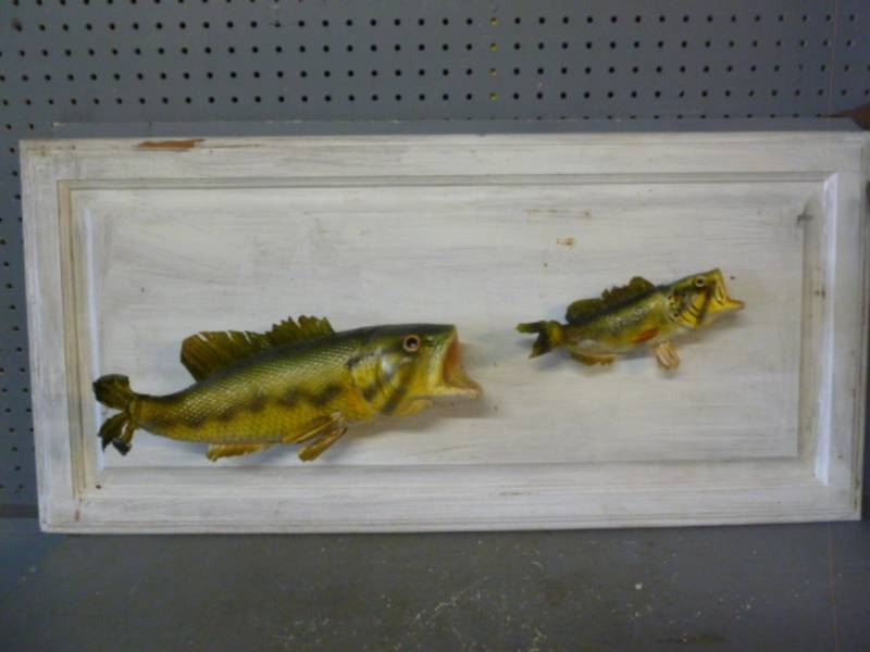 Artificial Fish Mount