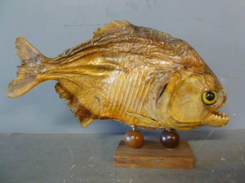 Piranha Fish Mount