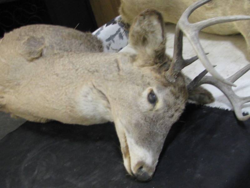 lot 27 image: Deer Mount
