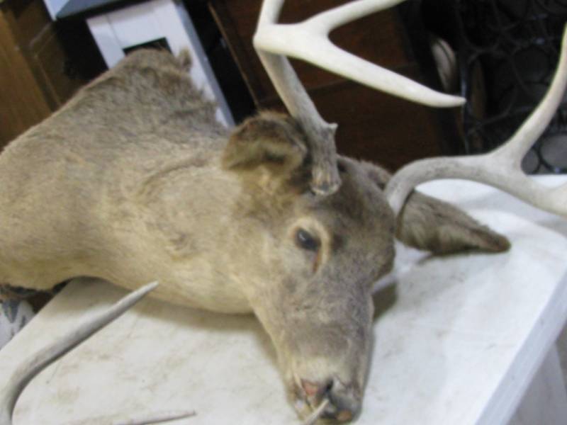 lot 28 image: Deer Mount