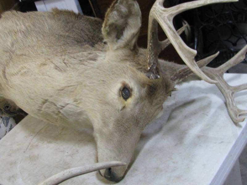 lot 29 image: Deer Mount