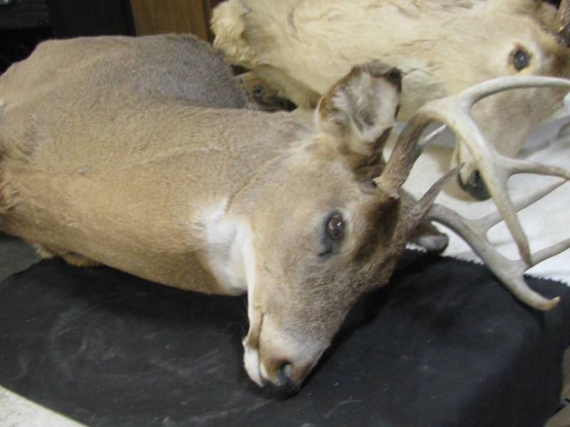 lot 30 image: Deer Mount