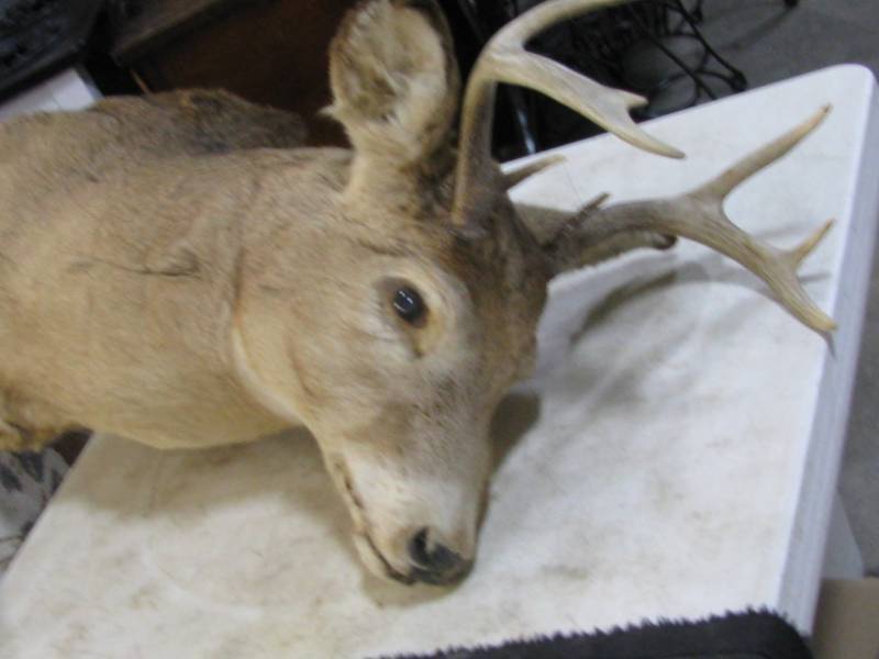 lot 31 image: Deer Mount