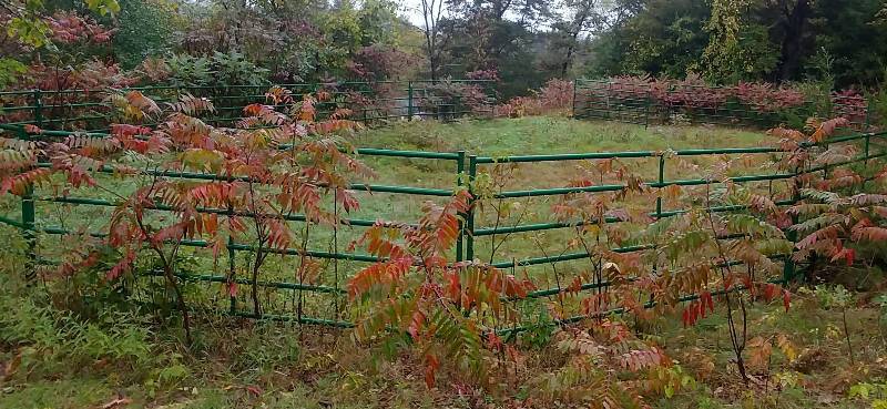 lot 1 image: Cattle Horse Premium Powder Coat Fence qty19 12 X 56 panels, qty2 tall swing gate sections.