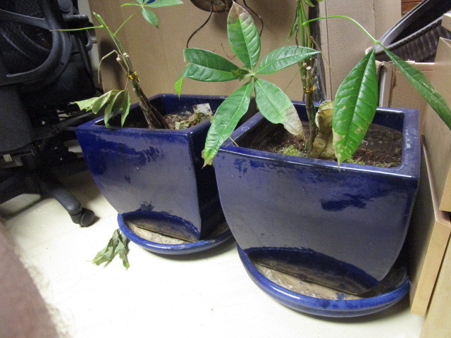 POTTED PLANTS