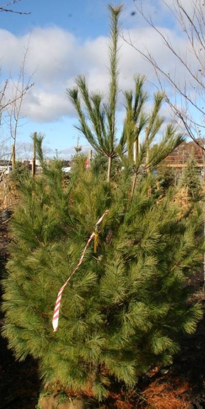 White Pine Tree