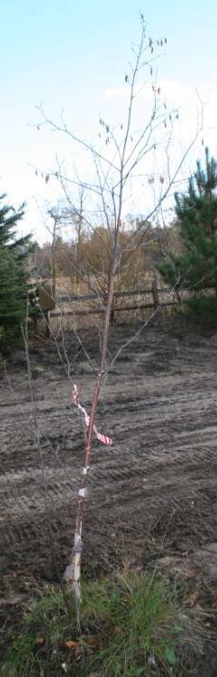 Paper Birch Tree