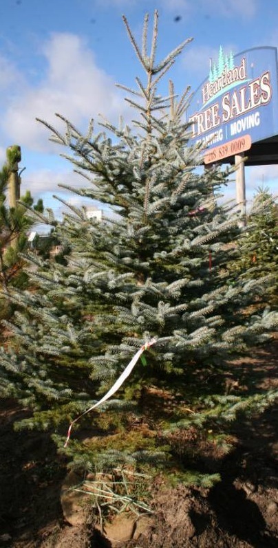Colorado Blue Spruce Tree