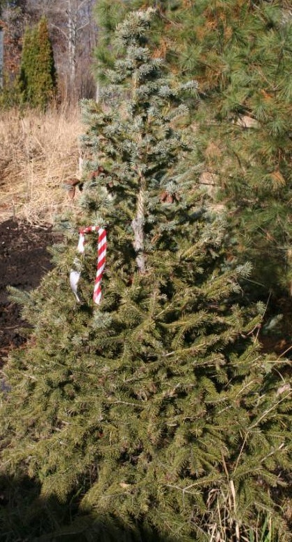 Colorado Blue Spruce Tree