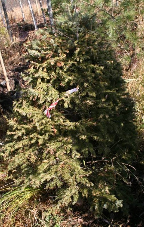 Black Hills Spruce Tree