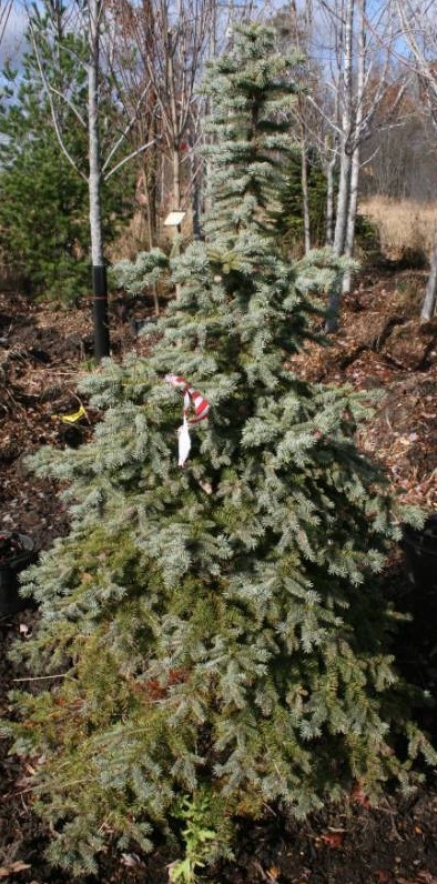 Colorado Blue Spruce Tree