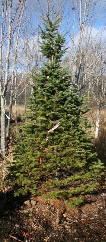 Balsam Fur Tree