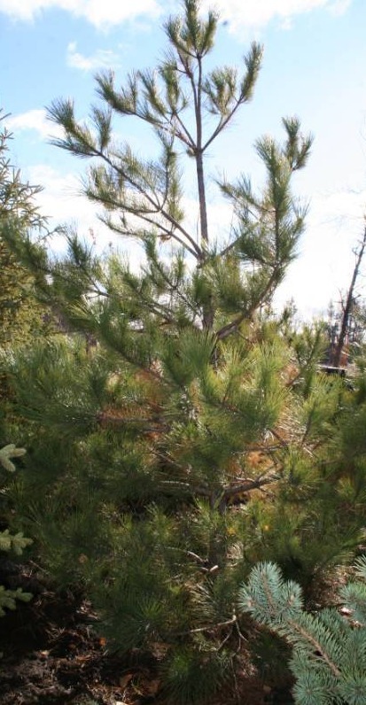Norway Pine Tree