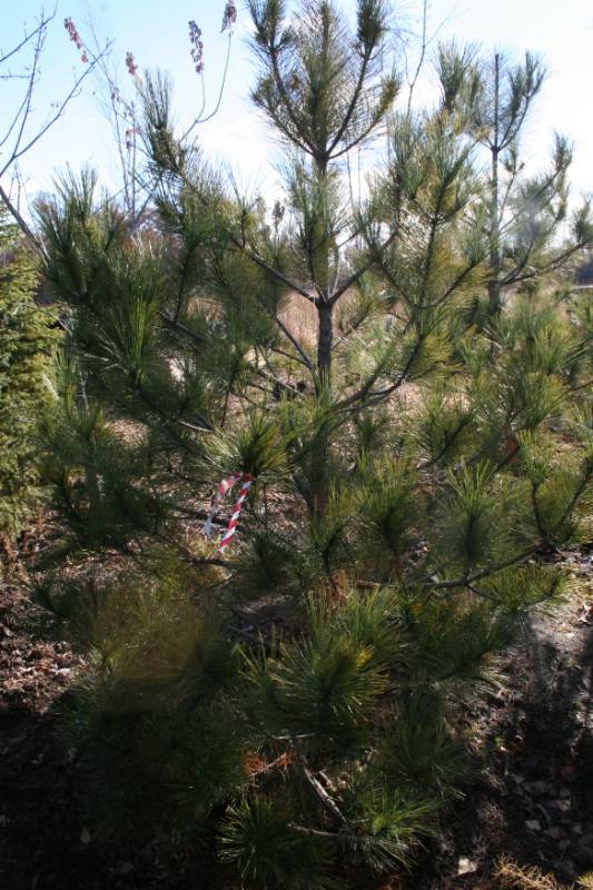 Norway Pine Tree