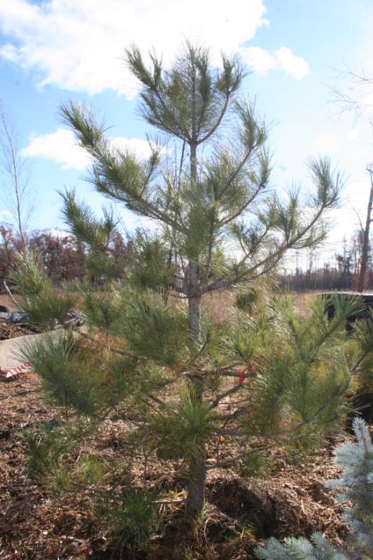 Norway Pine Tree