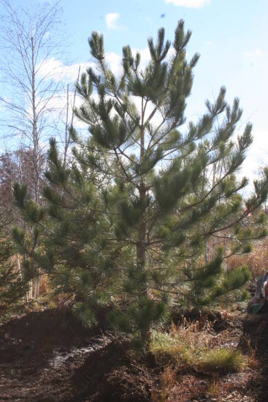 Norway Pine Tree