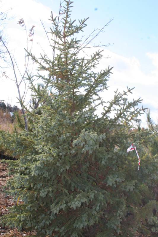 White Spruce Trees