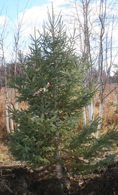 White Spruce Trees
