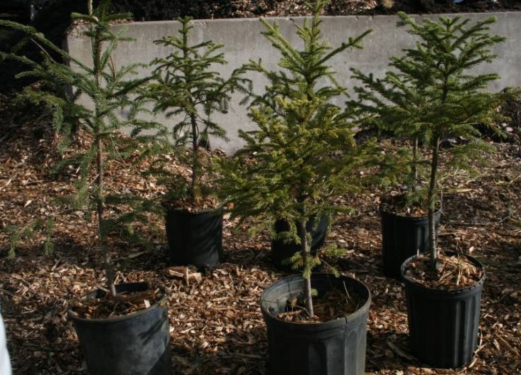 Six Norway Spruce Trees