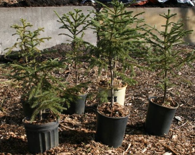 Six Norway Spruce Trees