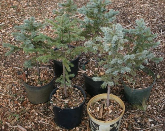 Six Colorado Blue Spruce Trees
