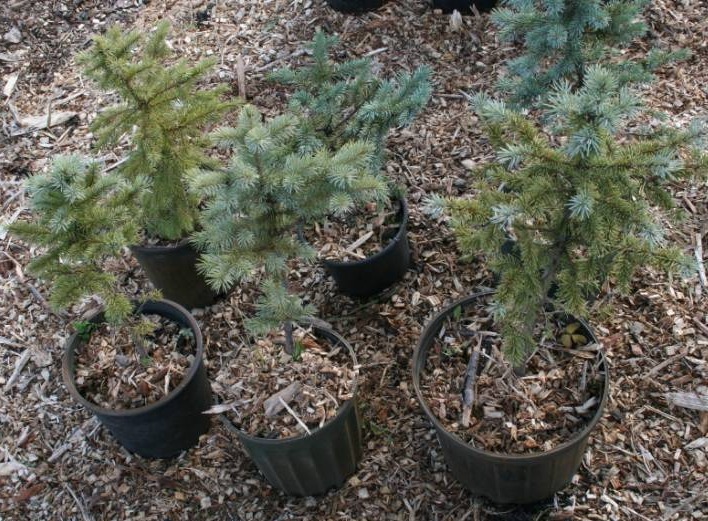 Six Colorado Blue Spruce Trees