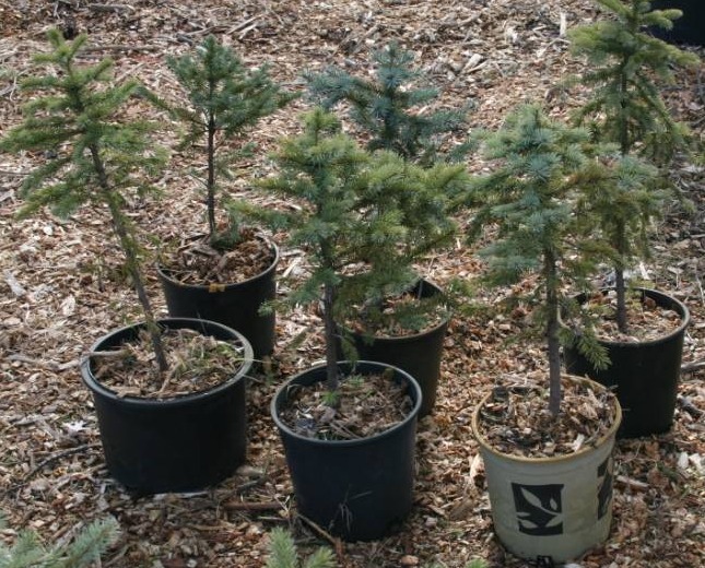 Six Colorado Blue Spruce Trees