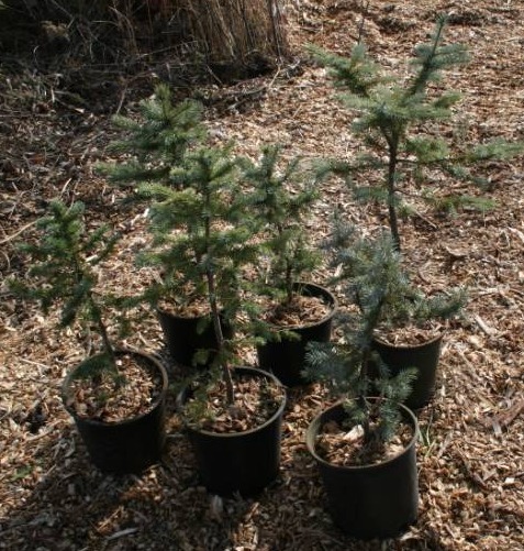 Six Colorado Blue Spruce Trees