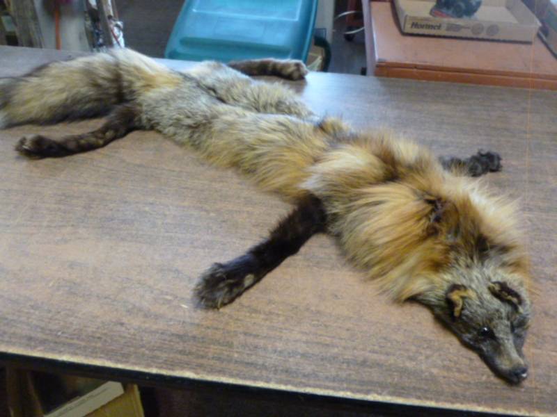 lot 151 image: Vintage Fox Hide Scowl