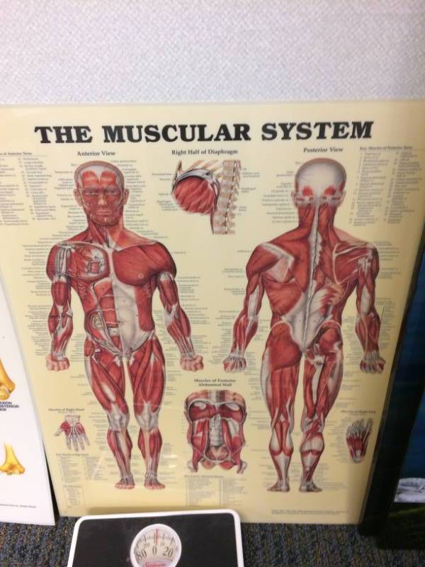 lot 14 image: MUSCULAR SYSTEM ANATOMICAL POSTER AND SHOULDER AND ELBOW ANATOMY CHART
