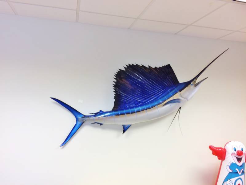 SPECTACULAR Authentic Atlantic Ocean Whole Fish Taxidermy Mounted Sailfish Giant 6 Foot - Owner Paid $3000 For This Biggie Looks Like Someone is Getting A Great Christmas Gift Like New