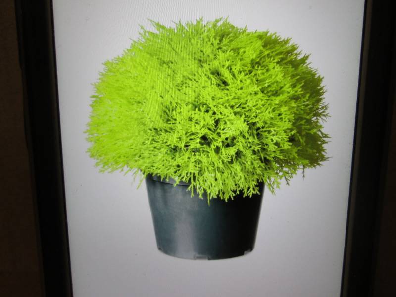 National Tree Company 15 Golden Ju...