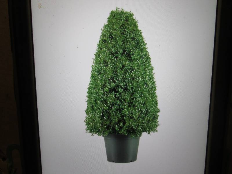 National Tree Company 30 Boxwood A...