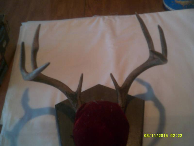 MOUNTED 8 POINT DEER RACK
