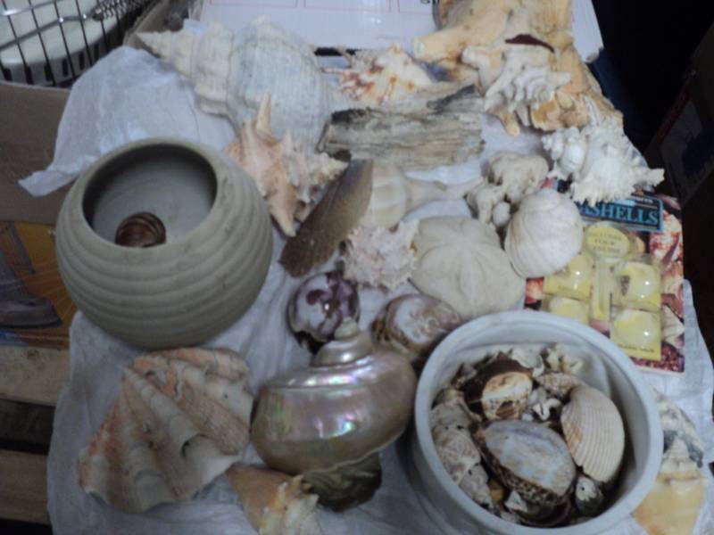 assortment of shells...