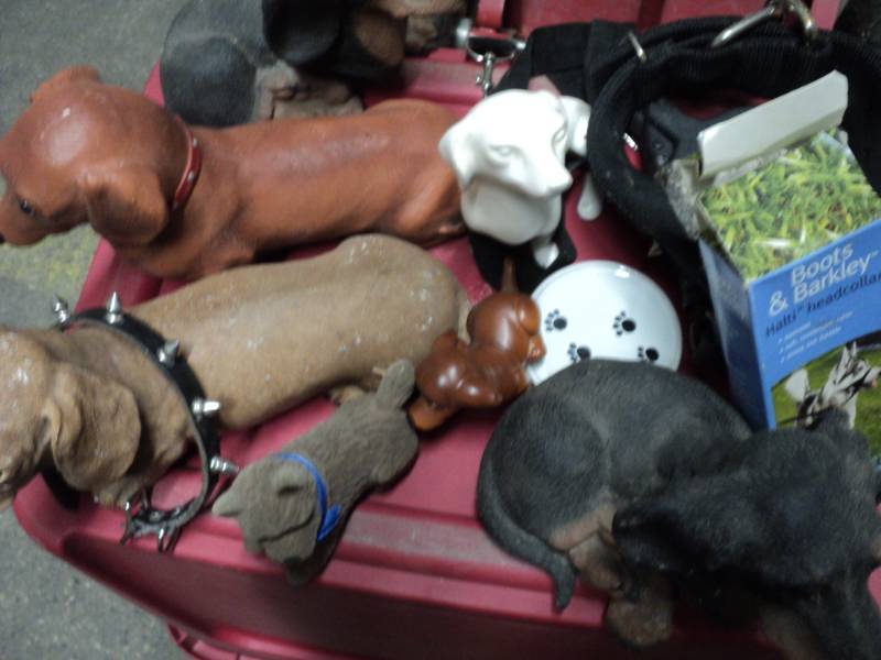 lot of dogs, cats and collars-...