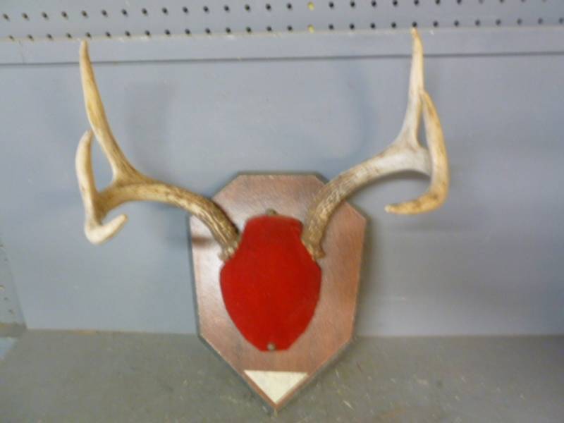 lot 204 image: Deer Antler