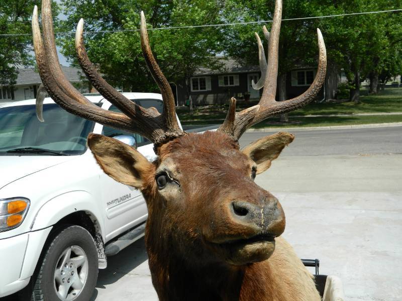 Elk Mount