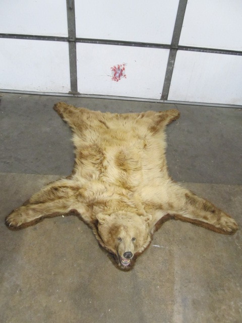 lot 167 image: Excellent Full Size Genuine Taxidermy Grizzly Bear Skin Rug