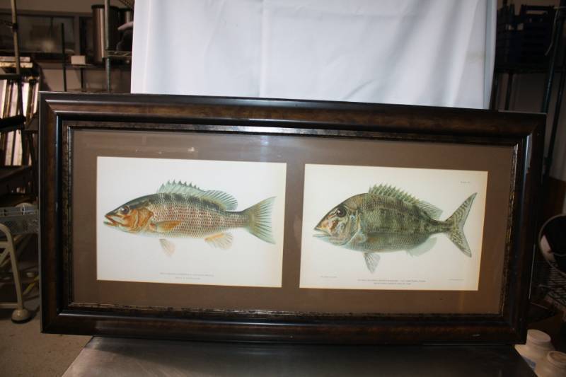 lot 338 image: Picture Fish