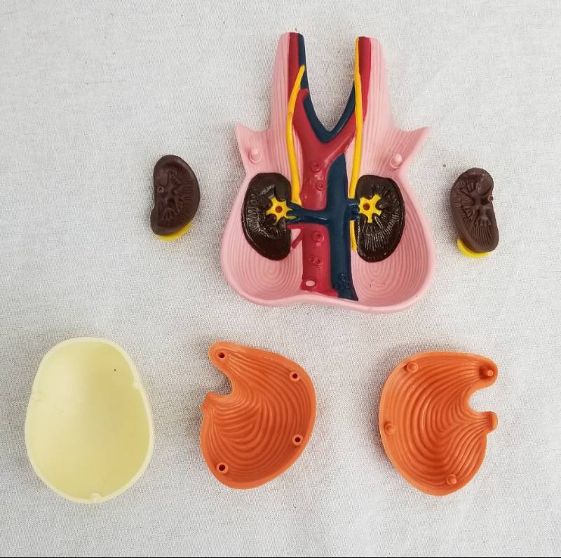 lot 104 image: Anatomical Organs Heart Lungs Brain Kidneys, Etc.