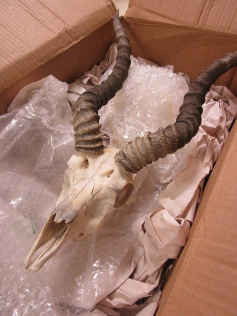 lot 334 image: GAZELLE SKULL  HORNS
